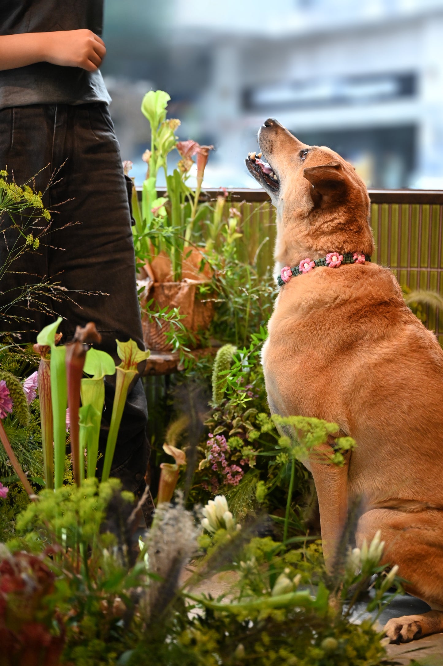 a.corded Flora Collars