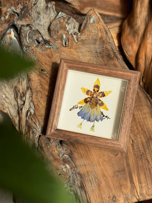 Petite Pressed Pixie 017