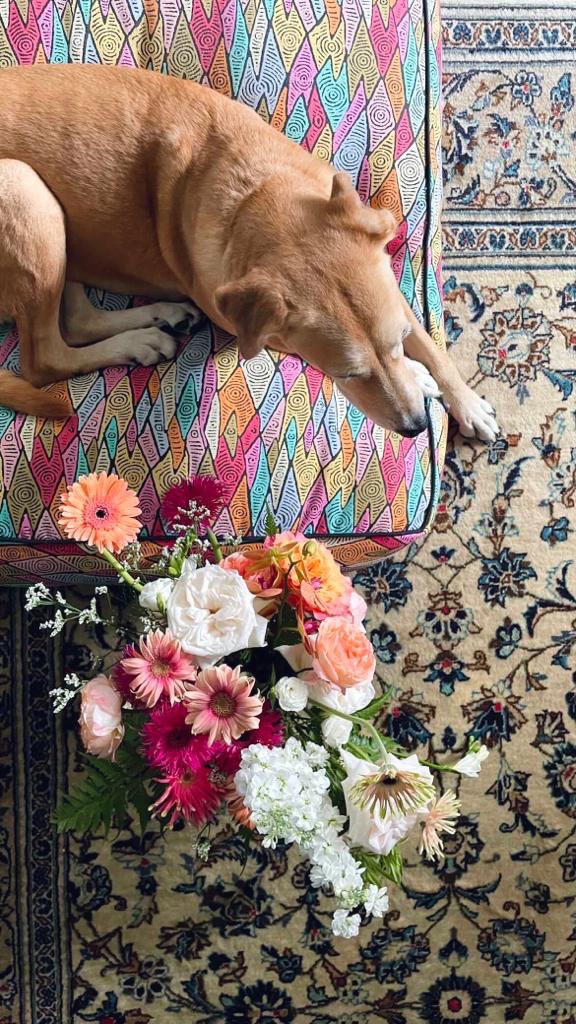 Pet-friendly Pawsy