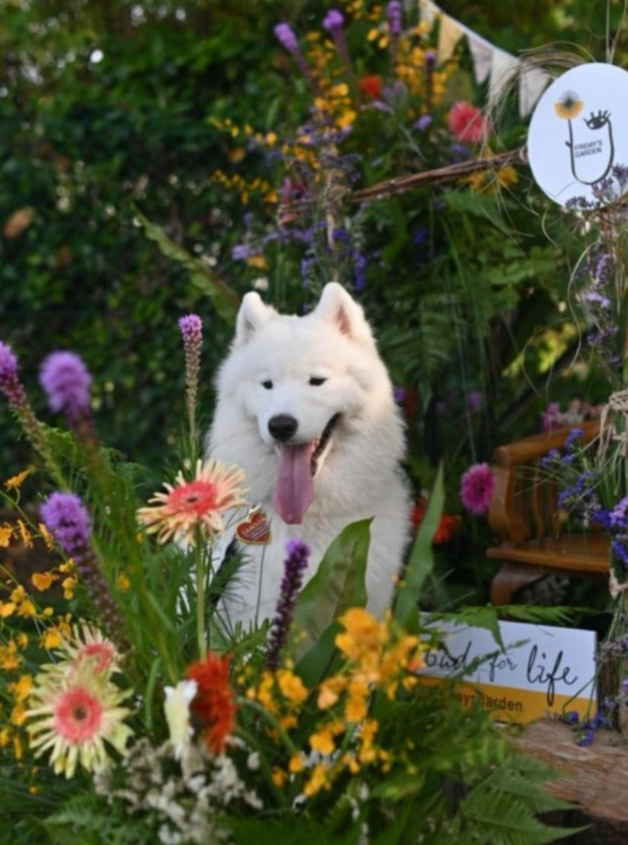 Pet-friendly Pawsy