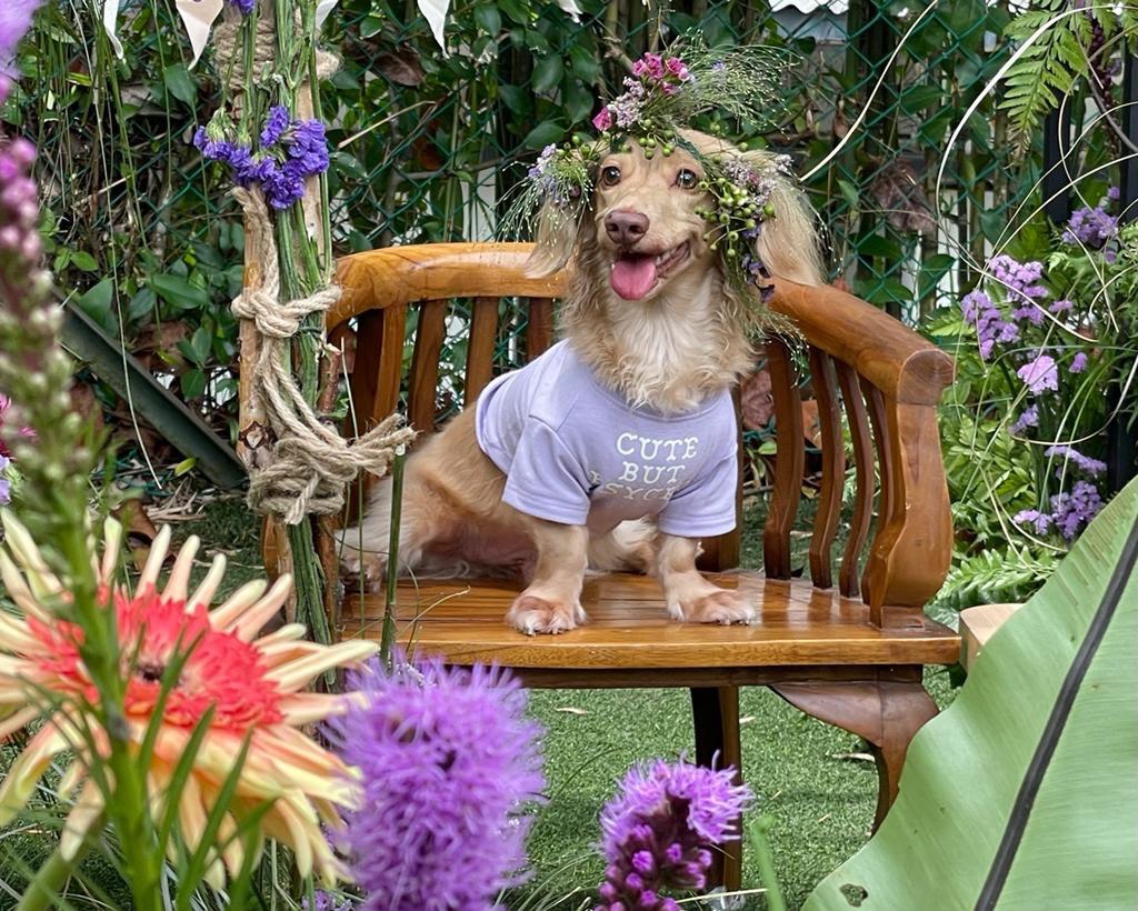 Pet-friendly Pawsy