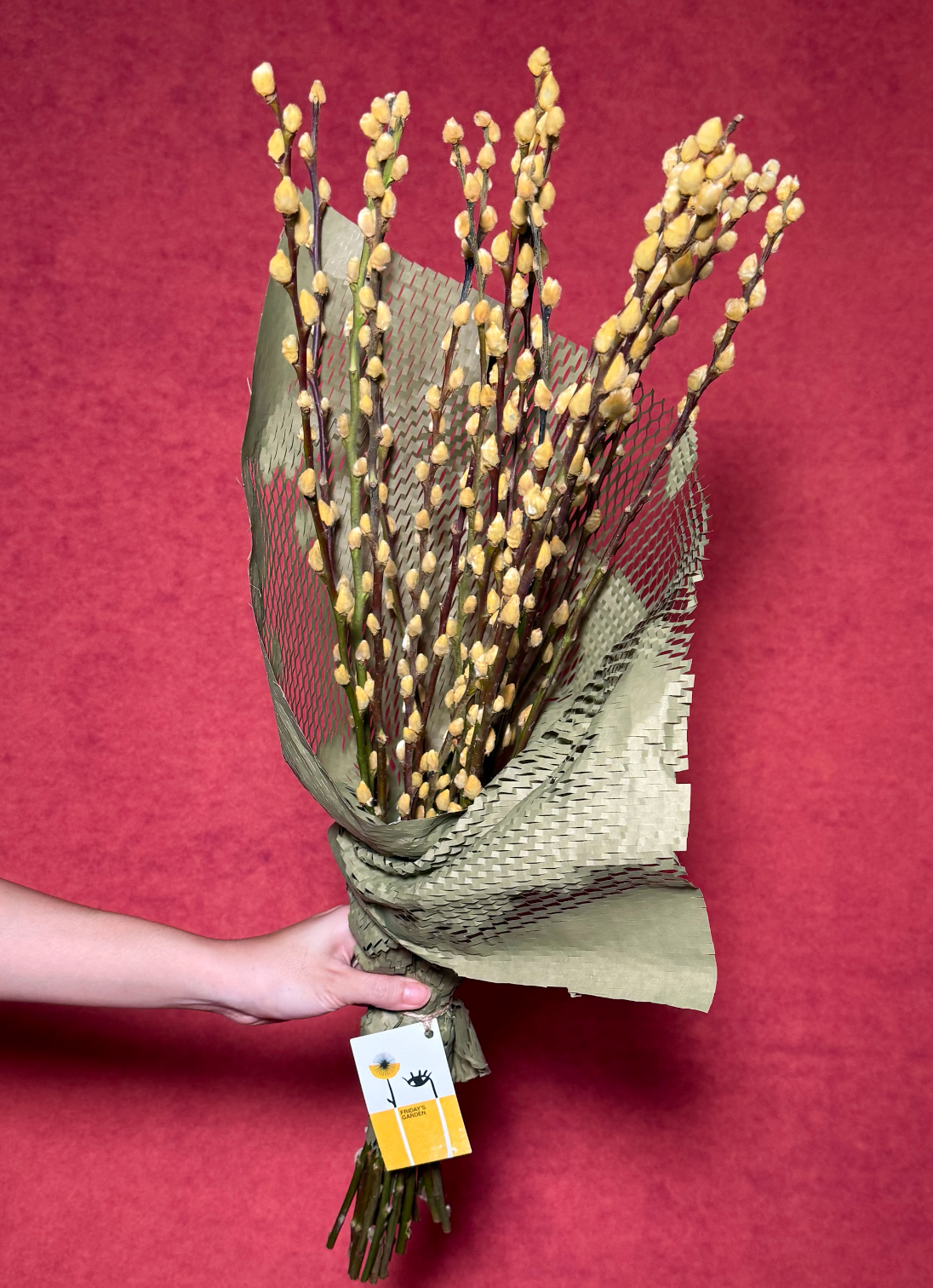 Pussy Willow - Custard