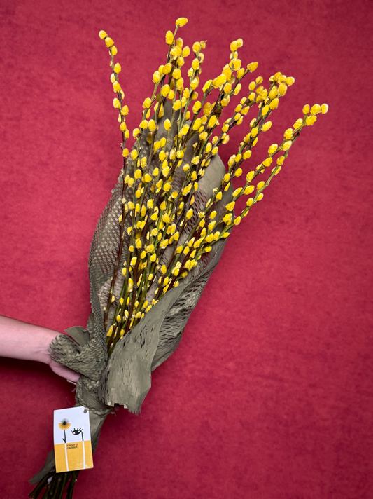 Pussy Willow - Yuzu